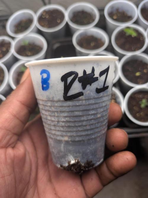 Roger #1 Series: Finding Cannabranium. Week 1