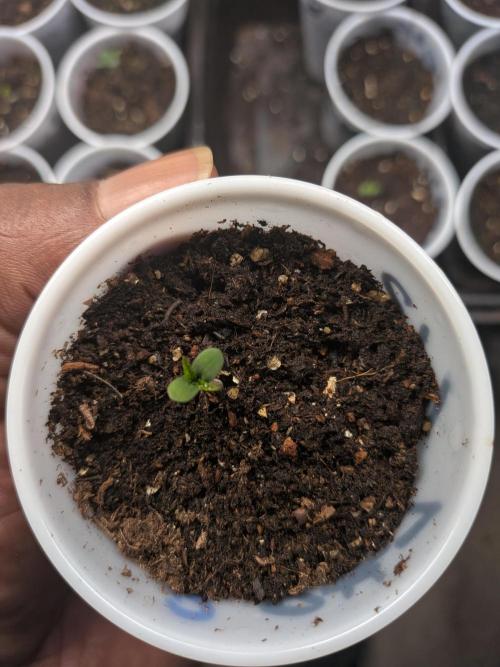 Roger #1 Series: Finding Cannabranium. Week 1