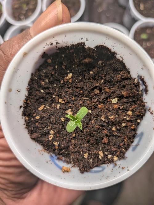 Roger #1 Series: Finding Cannabranium. Week 1