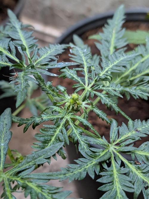 Khalifa Genetica Purple FreakShow. Week 11 - She is pregnant!!!