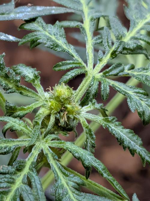 Khalifa Genetica Purple FreakShow. Week 11 - Indica Grex is the Father