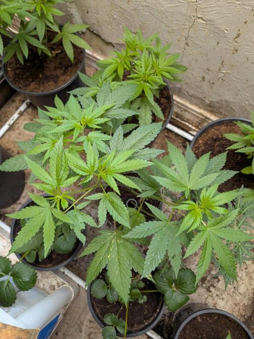 Khalifa Genetica Purple FreakShow. Week 11 - the twin hasnt started flowering yet