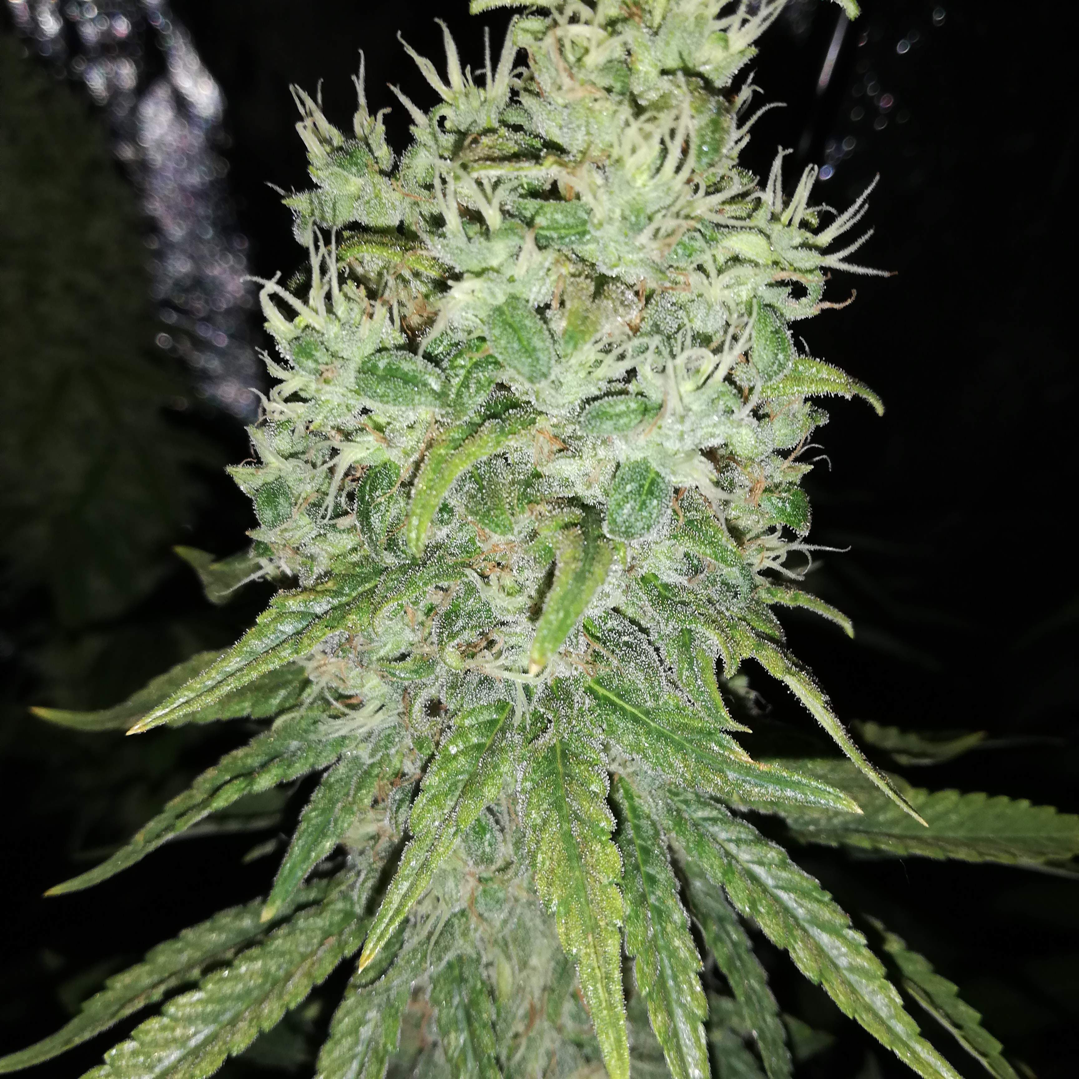 Gorilla Glue 4 grow diary (journal) week13 by SirSmith GrowDiaries