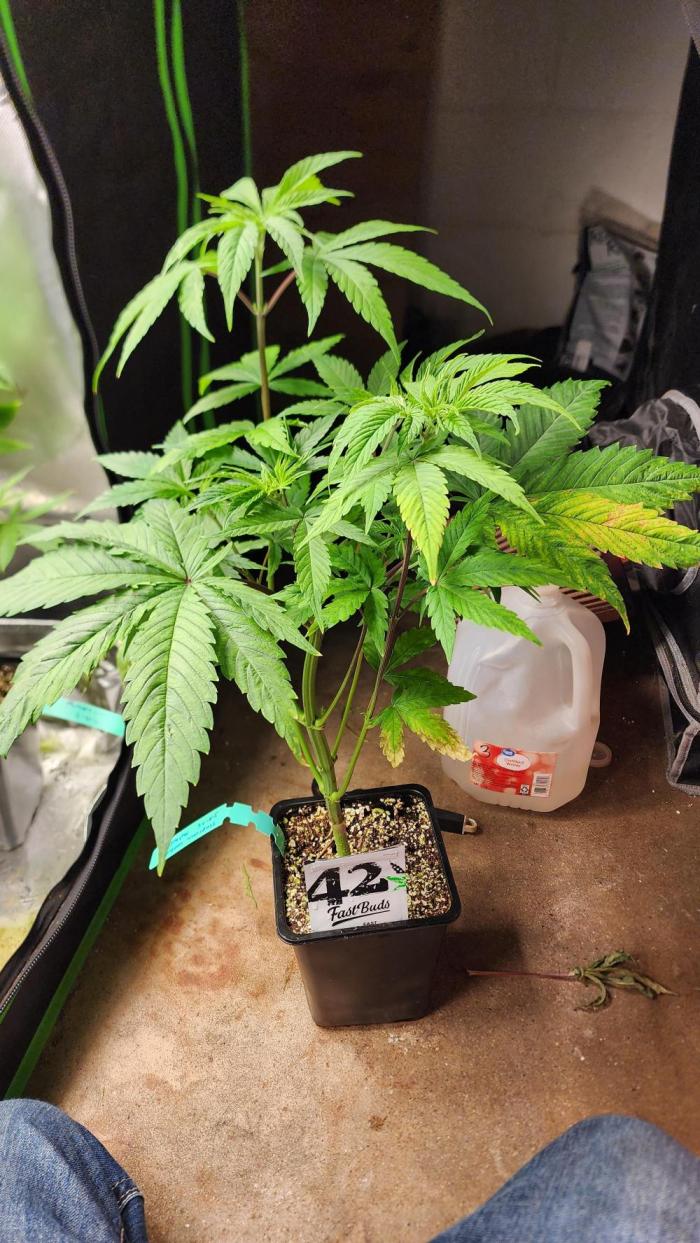 FAST BUDS Auto Mix Pack. Week 10