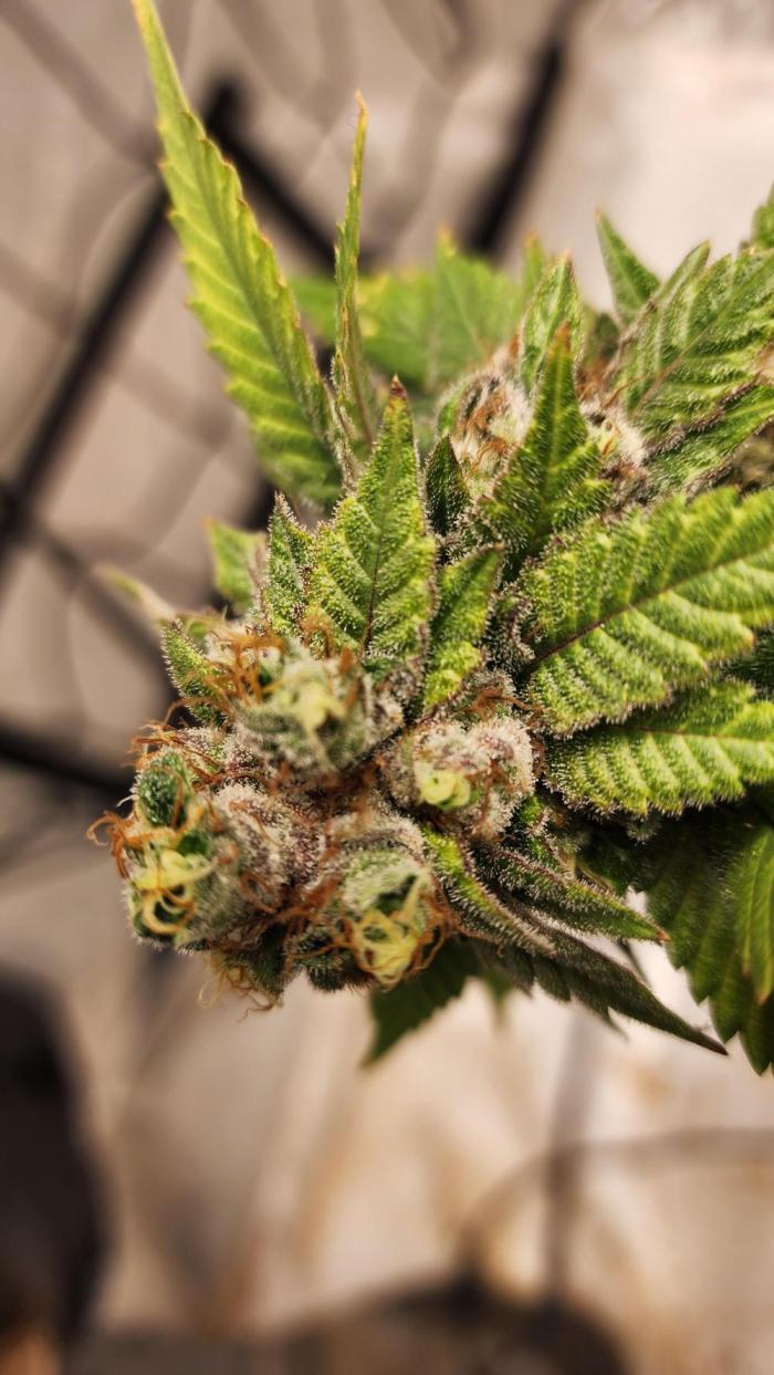 4 more for perpetual. Week 13