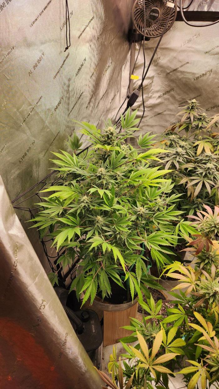 4 more for perpetual. Week 13