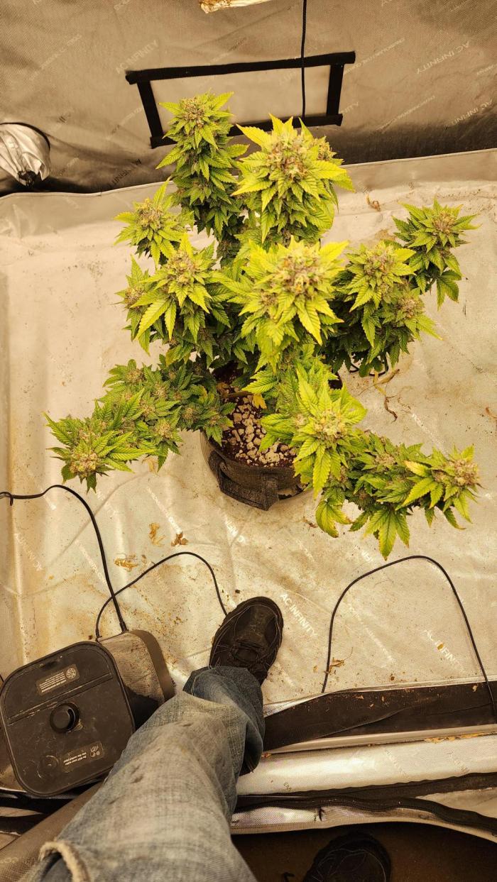 Blueberry, Mac. Week 13