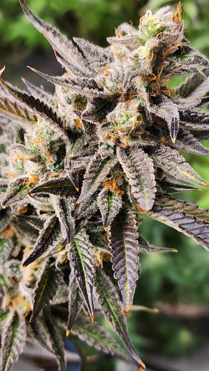 4 more for perpetual. Week 13