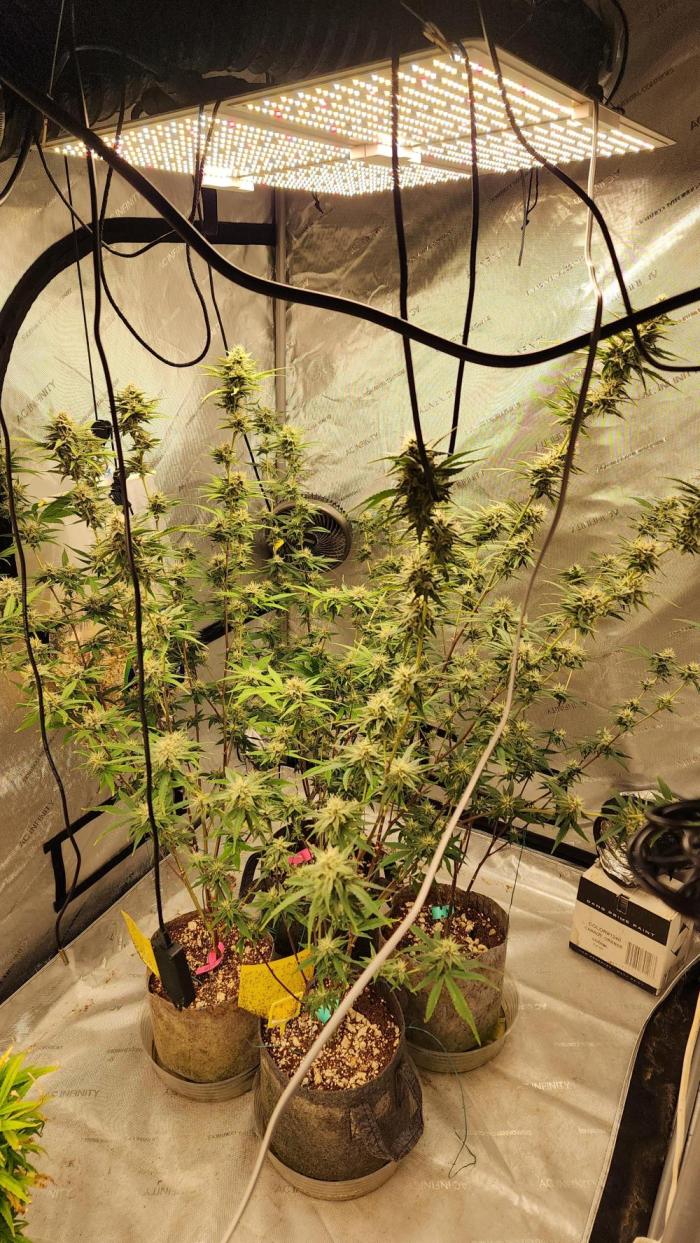 Fast buds Tropicana Cookies FF. Week 6