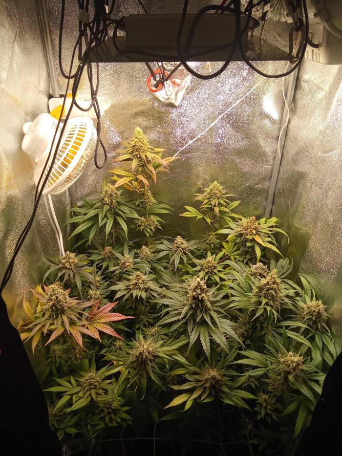 Indoor 2025 -150w- Grow the Jungle 150w0. Week 11