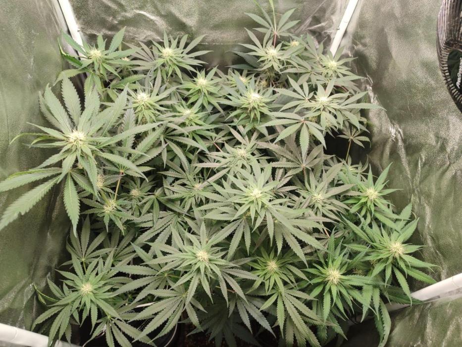 Indoor 2025 -100w-Ts 600 SETUP-. Week 9