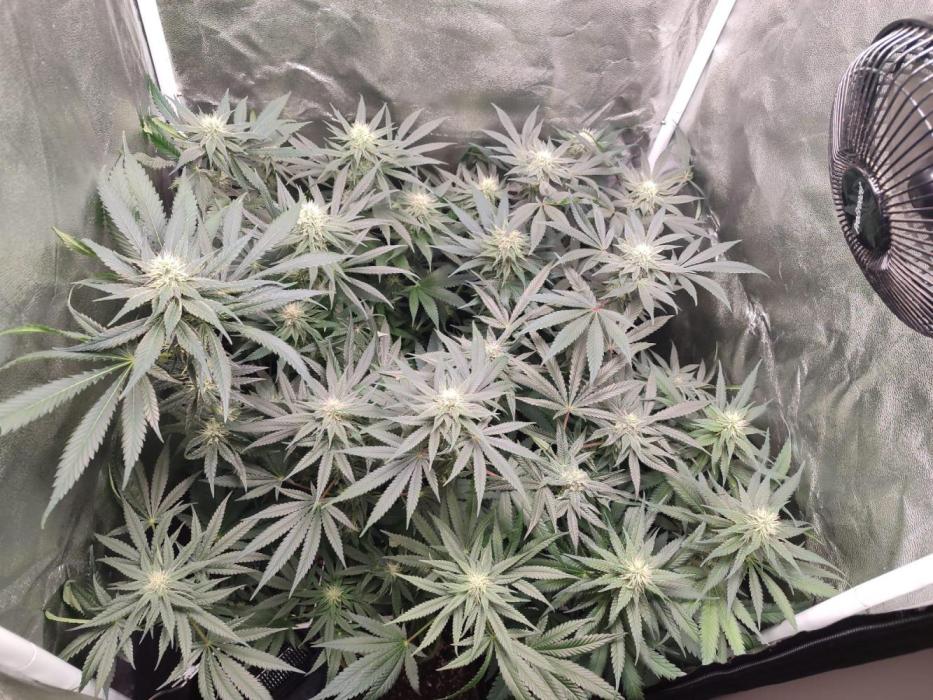 Indoor 2025 -100w-Ts 600 SETUP-. Week 10