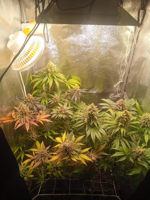 Indoor 2025 -150w- Grow the Jungle 150w0. Week 12