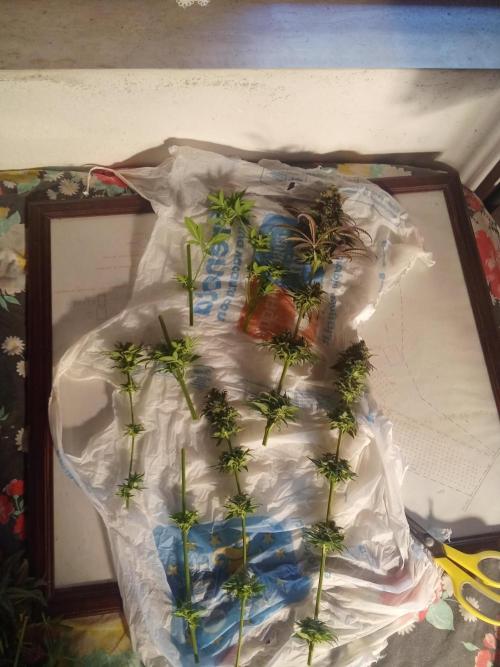 Indoor 2025 -150w- Grow the Jungle 150w0. Week 13 - Master kush #1