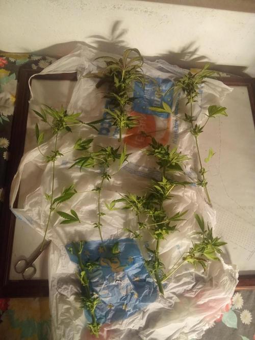 Indoor 2025 -150w- Grow the Jungle 150w0. Week 13 - Master kush #2