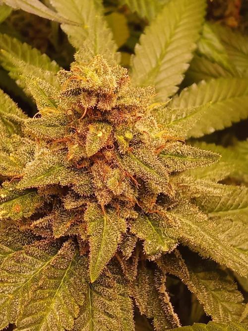 Indoor 2025 -150w- Grow the Jungle 150w0. Week 12 - Sensi star #1