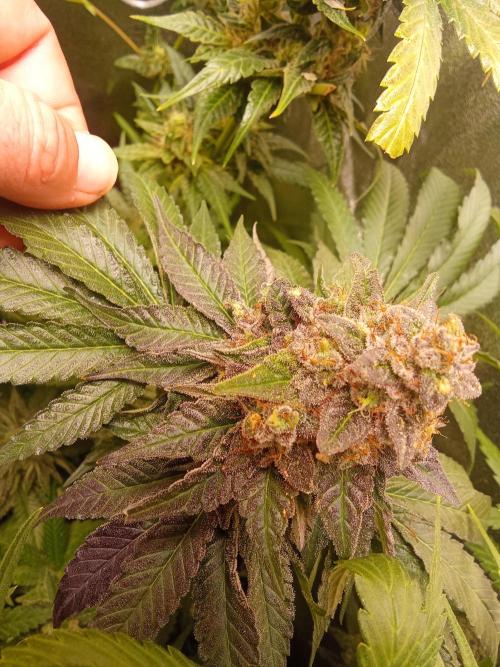 Indoor 2025 -150w- Grow the Jungle 150w0. Week 12 - Sensi star #2