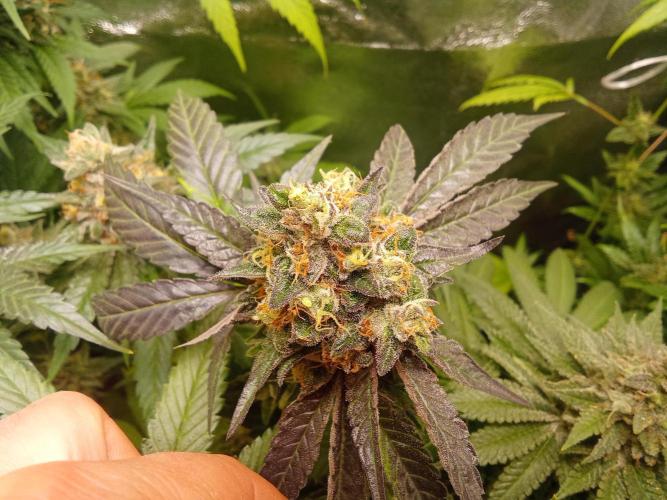 Indoor 2025 -150w- Grow the Jungle 150w0. Week 12 - Lemon Sorbet #1