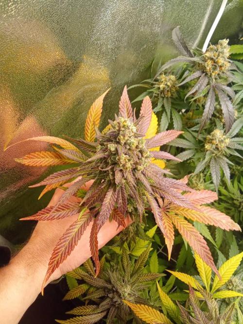 Indoor 2025 -150w- Grow the Jungle 150w0. Week 12 - Cheese 