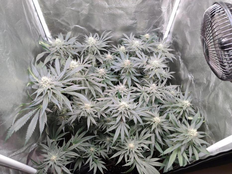 Indoor 2025 -100w-Ts 600 SETUP-. Week 11