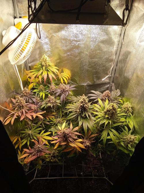 Indoor 2025 -150w- Grow the Jungle 150w0. Week 13