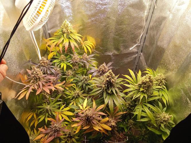 Indoor 2025 -150w- Grow the Jungle 150w0. Week 13