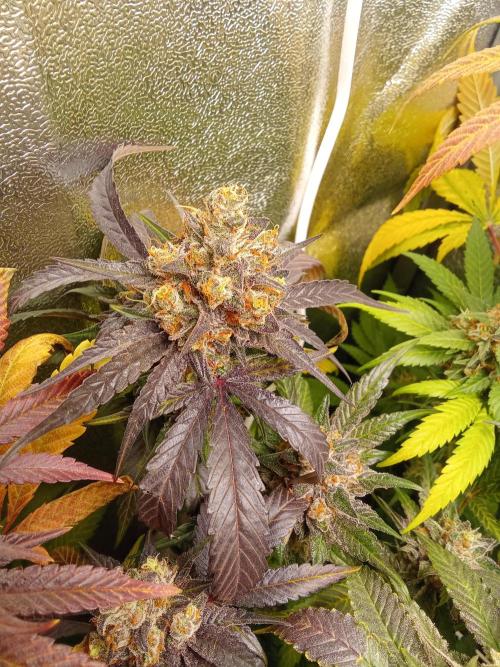 Indoor 2025 -150w- Grow the Jungle 150w0. Week 13 - Lemon #1