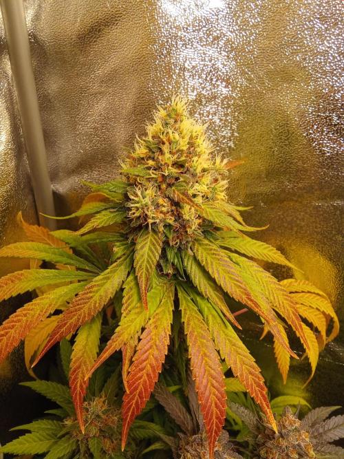 Indoor 2025 -150w- Grow the Jungle 150w0. Week 13 - Lemon #2