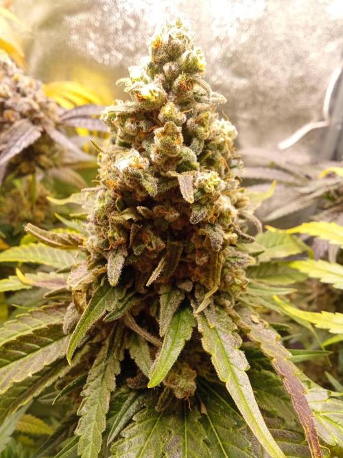 Indoor 2025 -150w- Grow the Jungle 150w0. Week 13 - Bcn #1