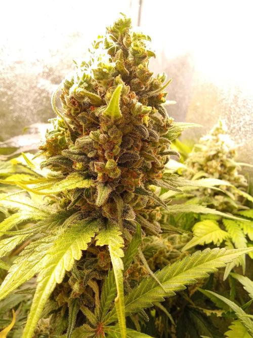 Indoor 2025 -150w- Grow the Jungle 150w0. Week 13 - Bcn #2