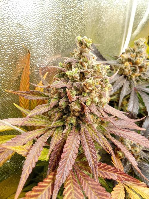 Indoor 2025 -150w- Grow the Jungle 150w0. Week 13 - Cheese