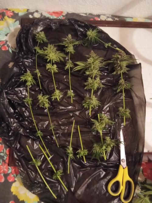 Indoor 2025 -150w- Grow the Jungle 150w0. Week 14 - Ss #1