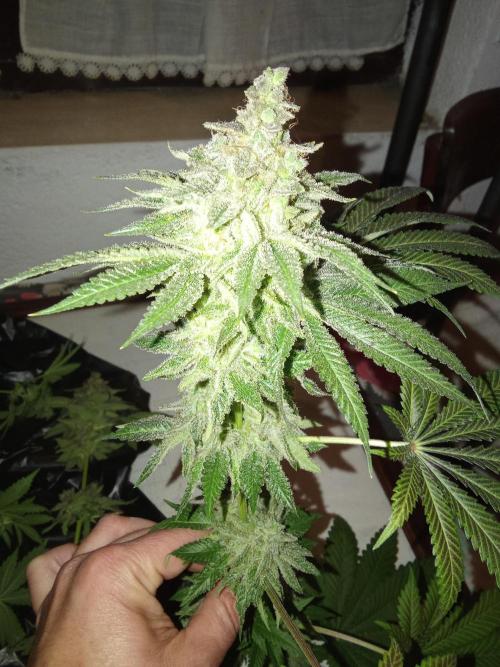 Indoor 2025 -150w- Grow the Jungle 150w0. Week 14 - Ss #1