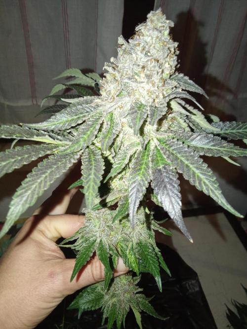 Indoor 2025 -150w- Grow the Jungle 150w0. Week 14 - Ss #2