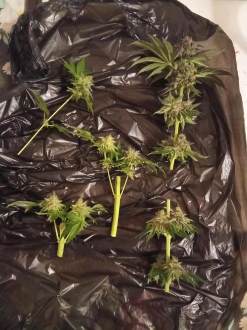 Indoor 2025 -150w- Grow the Jungle 150w0. Week 14 - Ss #2