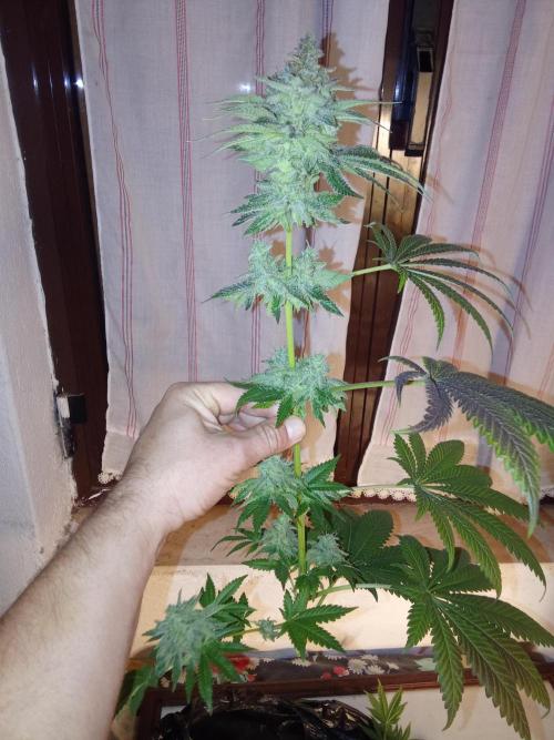 Indoor 2025 -150w- Grow the Jungle 150w0. Week 14 - Ss #1