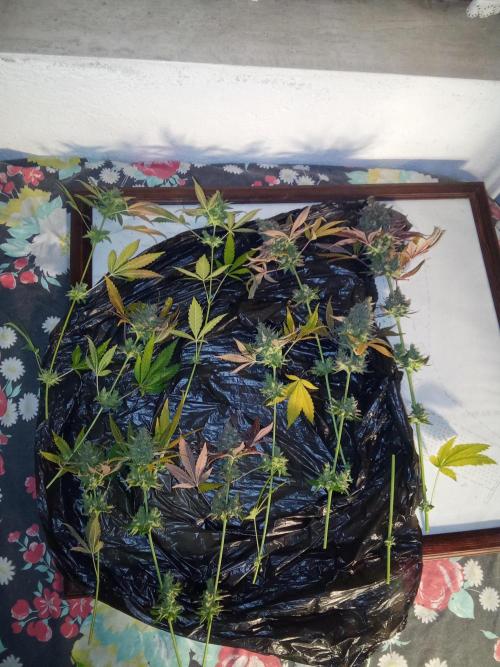 Indoor 2025 -150w- Grow the Jungle 150w0. Week 14