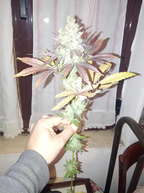 Indoor 2025 -150w- Grow the Jungle 150w0. Week 14