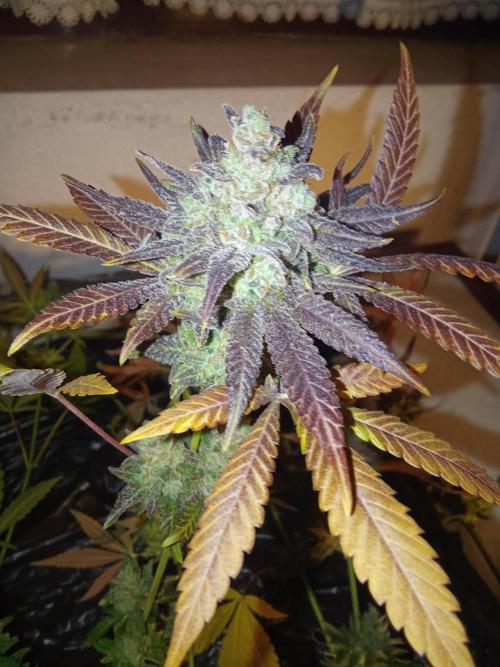 Indoor 2025 -150w- Grow the Jungle 150w0. Week 14