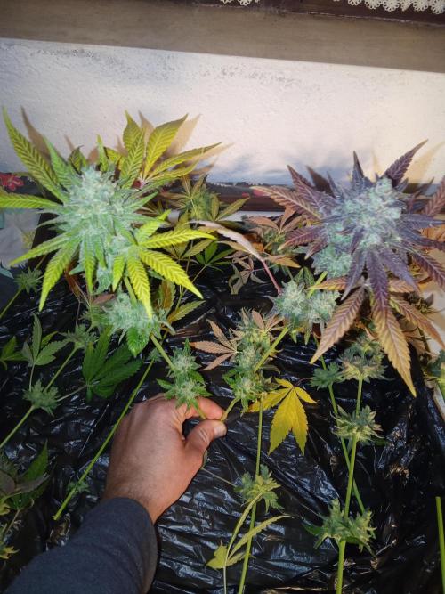 Indoor 2025 -150w- Grow the Jungle 150w0. Week 14