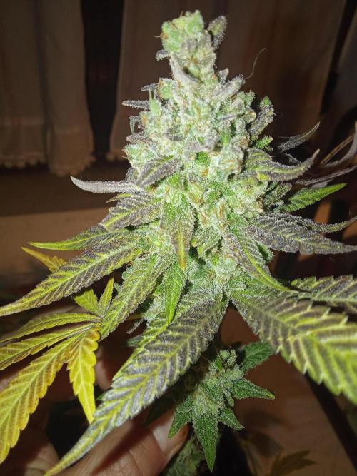 Indoor 2025 -150w- Grow the Jungle 150w0. Week 14