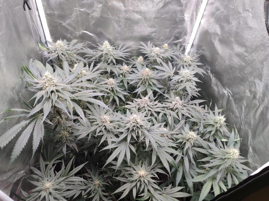 Indoor 2025 -100w-Ts 600 SETUP-. Week 12