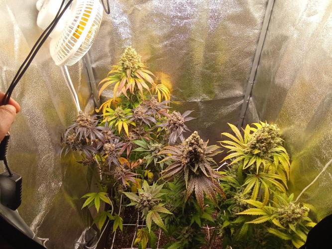 Indoor 2025 -150w- Grow the Jungle 150w0. Week 14