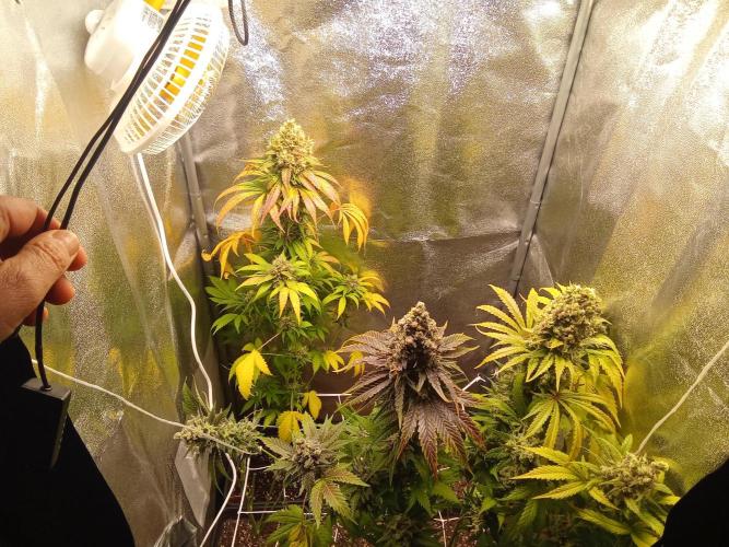 Indoor 2025 -150w- Grow the Jungle 150w0. Week 14