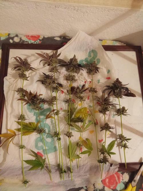 Indoor 2025 -150w- Grow the Jungle 150w0. Week 15 - Lemon #1