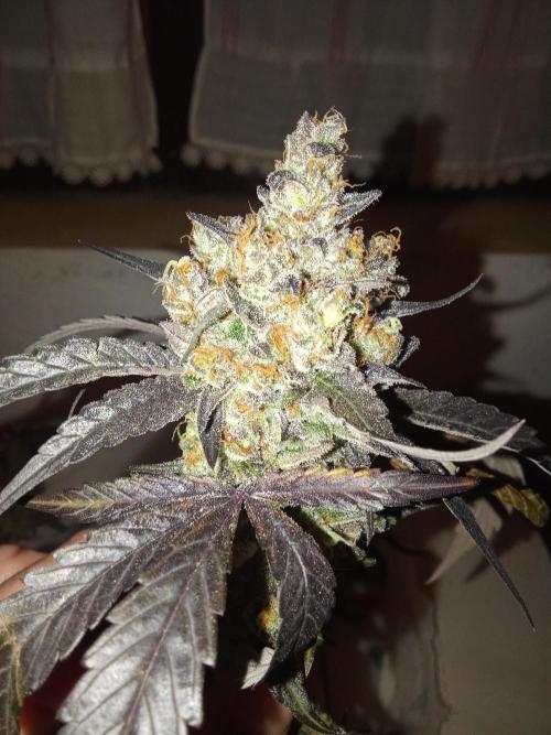 Indoor 2025 -150w- Grow the Jungle 150w0. Week 15 - Lemon #1