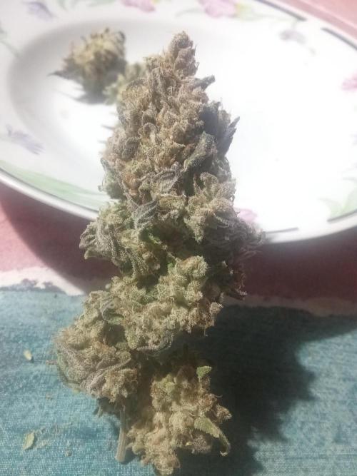 Indoor 2025 -150w- Grow the Jungle 150w0. Week 14