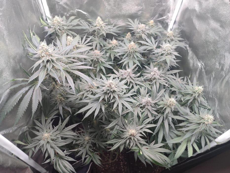 Indoor 2025 -100w-Ts 600 SETUP-. Week 13