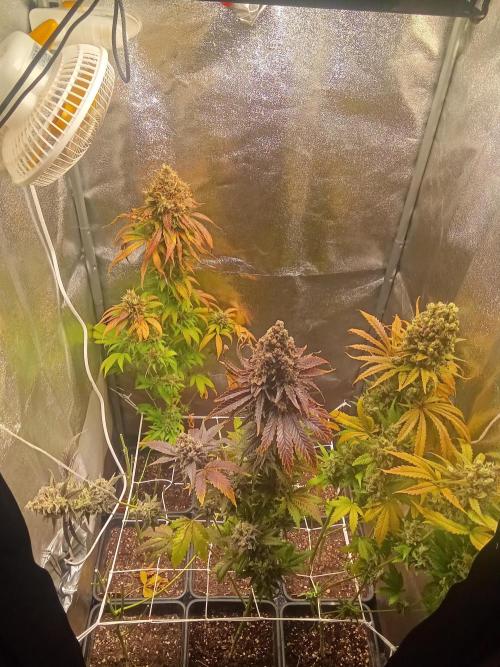 Indoor 2025 -150w- Grow the Jungle 150w0. Week 15