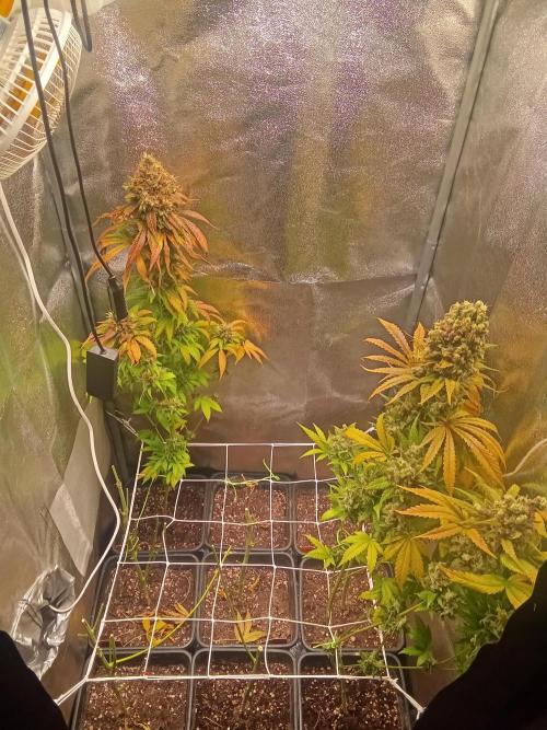 Indoor 2025 -150w- Grow the Jungle 150w0. Week 15